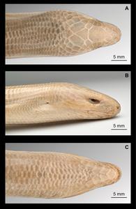 Head morphology of the neotype of Dopasia formosensis