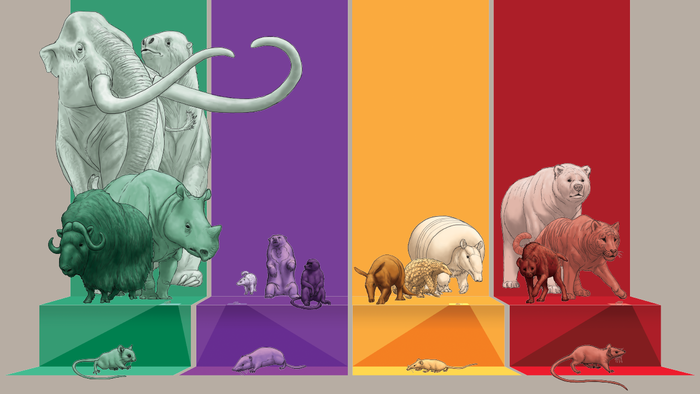Illustration of mammals