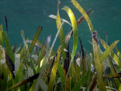 Three Steps for Seagrass Success (7 of 9)