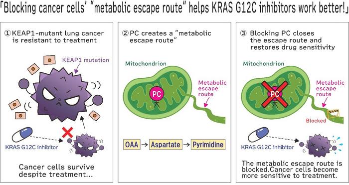 Figure. KEAP1-deficient lung cancer cells use PC-dependent metabolism as a metabolic escape route during KRAS G12C inhibition. Blocking PC restores sensitivity to treatment.