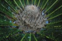 Cycas Micronesica Trichomes