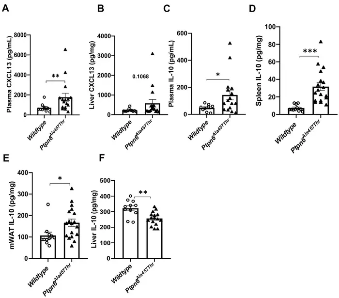 Human-relevant Ptpn6 mutation alters immune and hepatic functions during aging