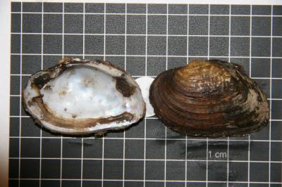 Freshwater Mussel Species