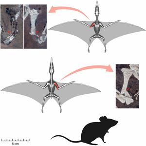 Broken bones offer clues to the perils of pterosaur flight