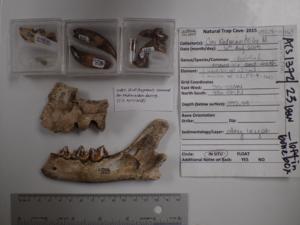 Miracinonyx skull samples