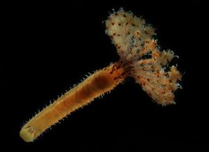 Branchiomma bombyx, a tube worm from the family Sabellidae, also known as “feather duster worms”