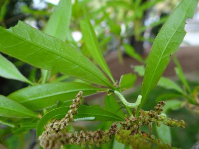 Fall Cankerworm