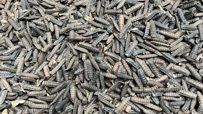 Dried black soldier fly larvae