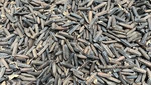 Dried black soldier fly larvae