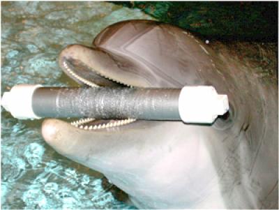Dolphin