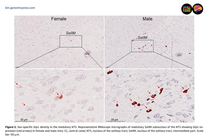 Sex–specific Glp1 density in the medullary nucleus of the solitary tract (NTS).