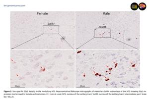 Sex–specific Glp1 density in the medullary nucleus of the solitary tract (NTS).