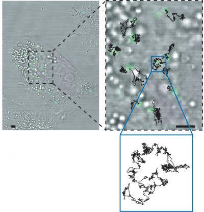 Tracking a Particle