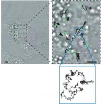 Tracking a Particle