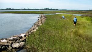 Salt Marsh Sampling