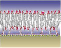 NIST Membrane Model