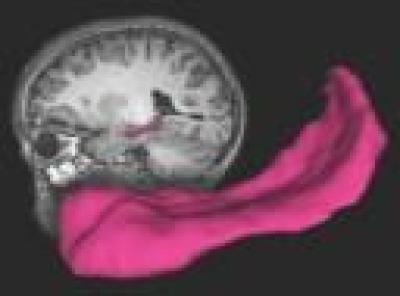 Hippocampus