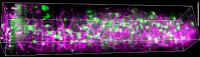 All the Way through the Cortex