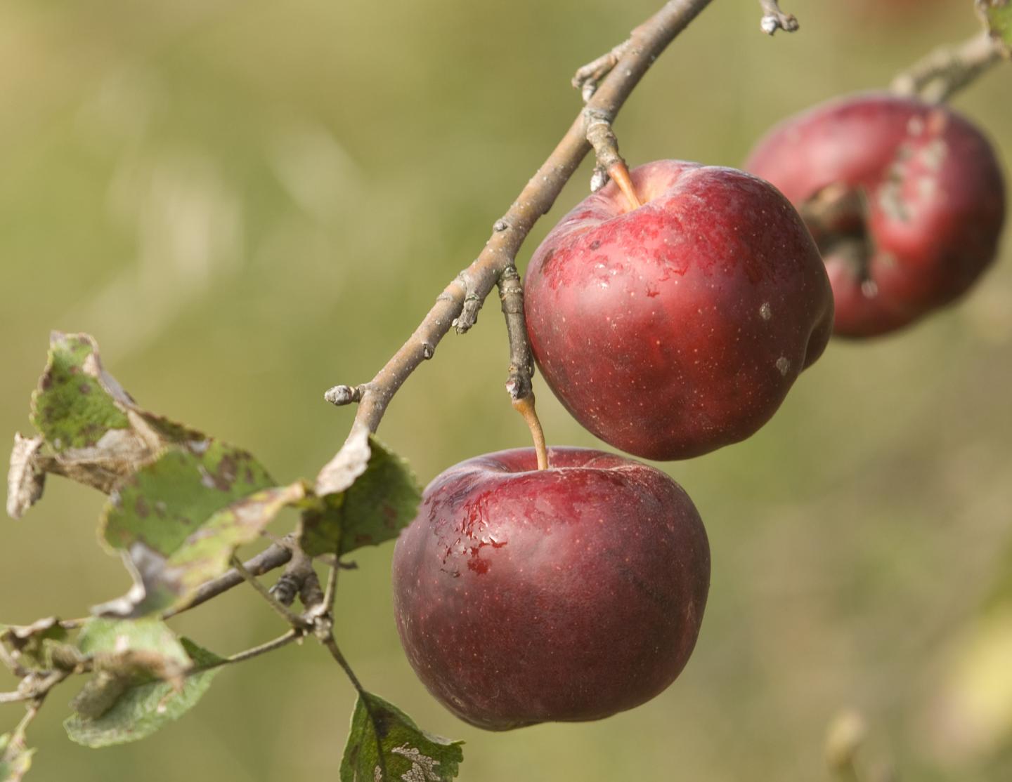 Cherries