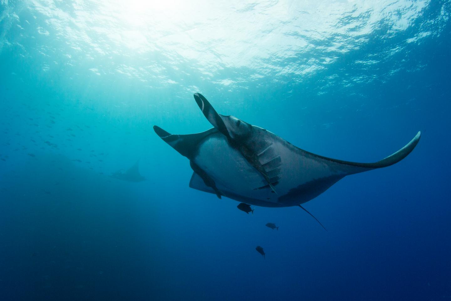 Oceanic Manta Ray (2 of 2)