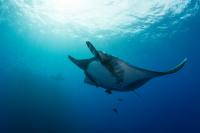 Oceanic Manta Ray (2 of 2)