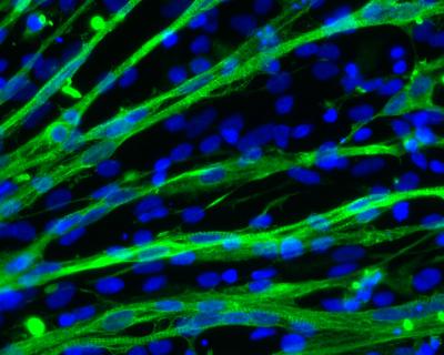 Muscle Cells Micrograph