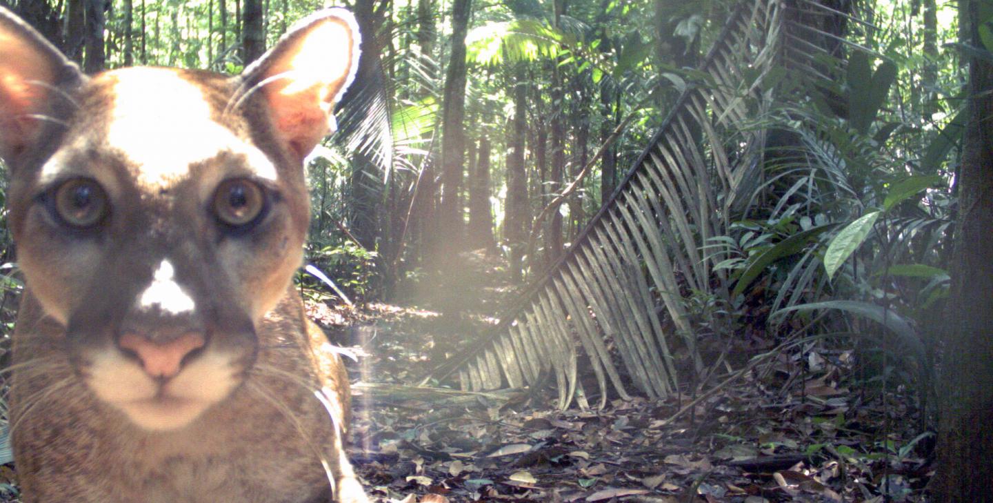 Puma Recorded by a Camera Trap