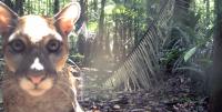 Puma Recorded by a Camera Trap