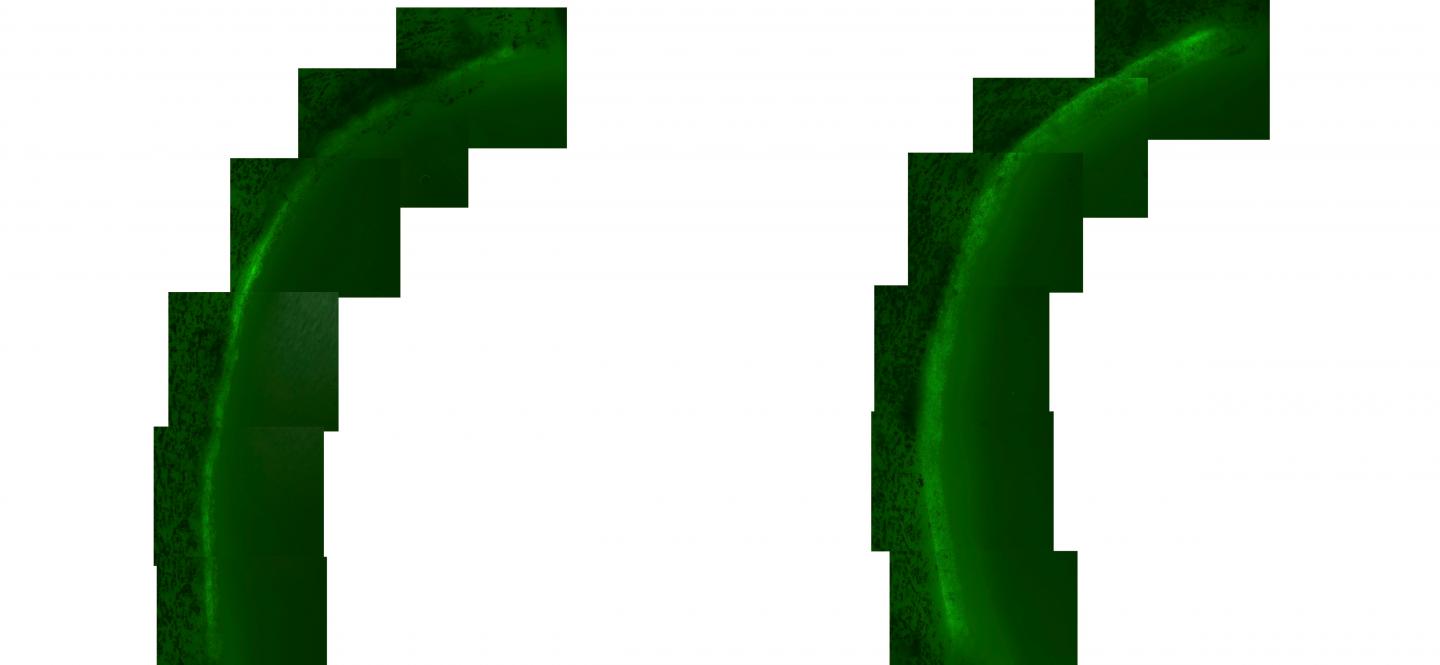 Eyes Use This