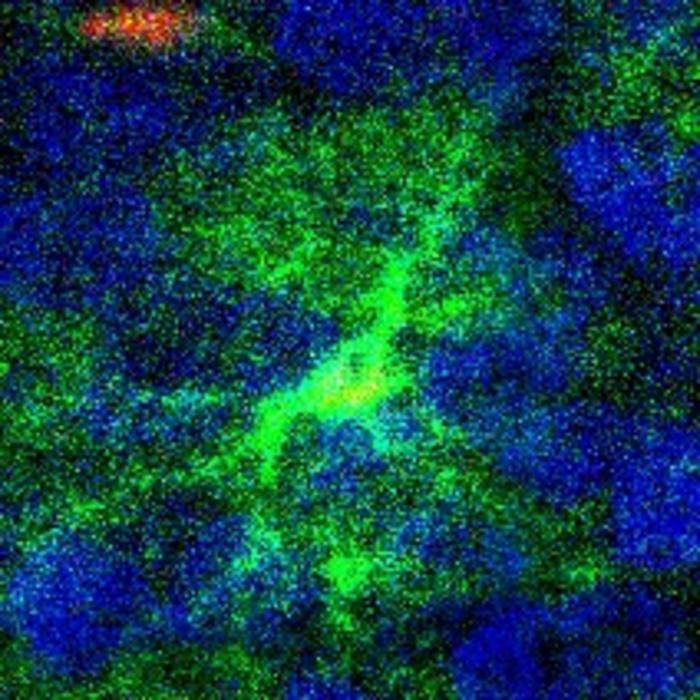 Mouse astrocyte and neuron in color
