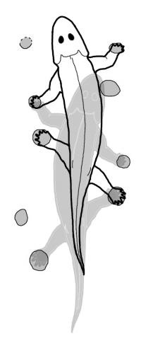 Tetrapod
