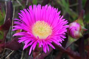 Open flower and a bud of Carpobrotus in the Tower of Hércules Natural Reserve, A Coruña, Spain.