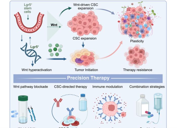 Schematic of Wnt-driven Lgr5+ ISC expansion, CSC growth, and plasticity-linked therapy resistance, highlighting four precision strategies—Wnt inhibition, CSC targeting, immune modulation, and combination therapies—along the ISC–CSC–niche axis.