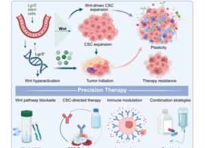 Schematic of Wnt-driven Lgr5+ ISC expansion, CSC growth, and plasticity-linked therapy resistance, highlighting four precision strategies—Wnt inhibition, CSC targeting, immune modulation, and combination therapies—along the ISC–CSC–niche axis.
