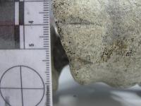 Elephant Bird Bone Tool Marks