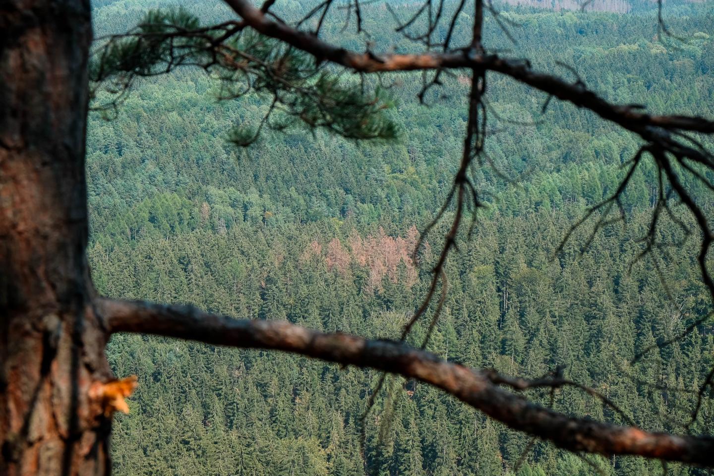 Bark Beetle Infestation