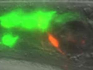 For 1 Neuron Only