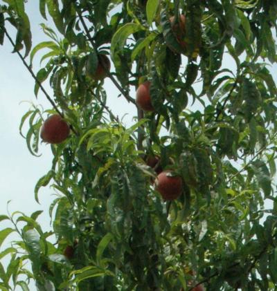 Peaches