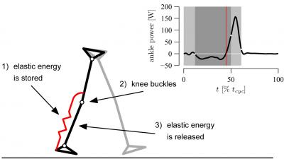 Walking Mechanics
