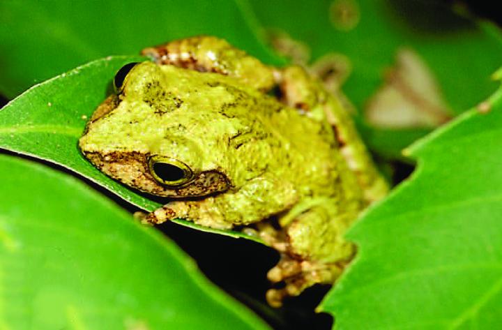 <i>Kurixalus berylliniris</i>