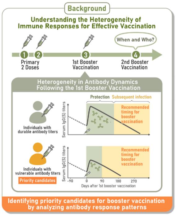 Researchers tracked dynamics of COVID-19 antibody levels