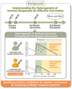 Researchers tracked dynamics of COVID-19 antibody levels