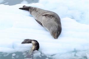 seal and mother