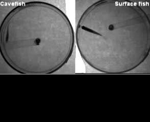 Vibration Attraction Behavior in Cavefish
