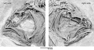 <i>Heteronectes</i> (head)