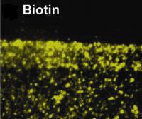 Biotin