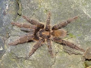 Satyrex speciosus, male
