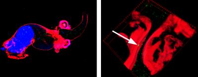 Exosome Deployed