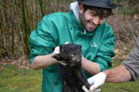 Tasmanian Devil Examination