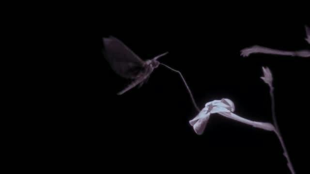<i>Manduca sexta</i> Matching Flower (2 of 2)